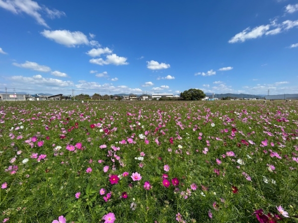 秋を感じる。の画像